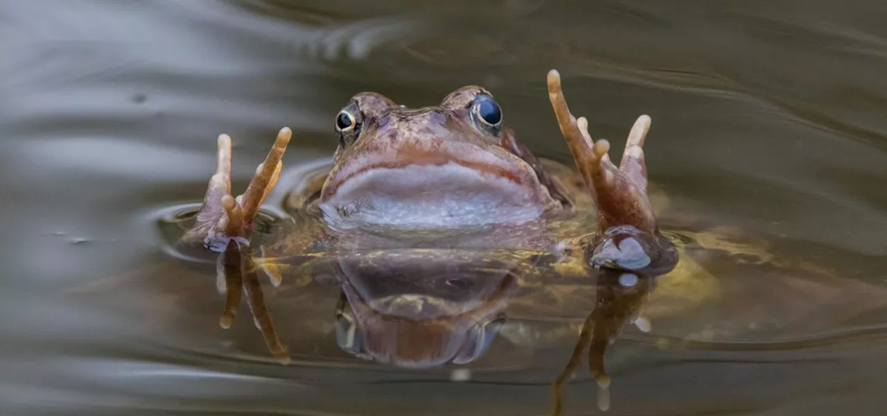 Russians Once Dipped This Frog In Their Milk Jars—Here’s Why