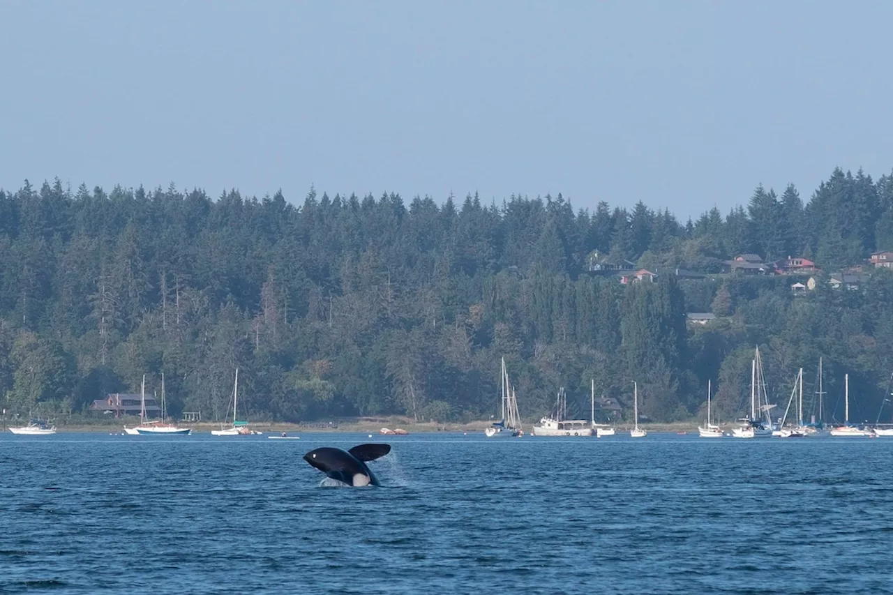 Mother orca and children go seal-hunting near downtown Vancouver