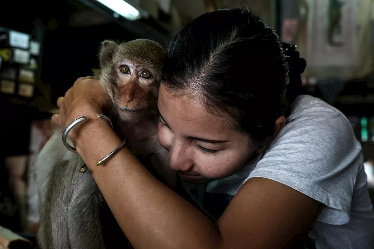 Thailand’s ‘Monkey City’ is at peace again after months of war against unruly animals