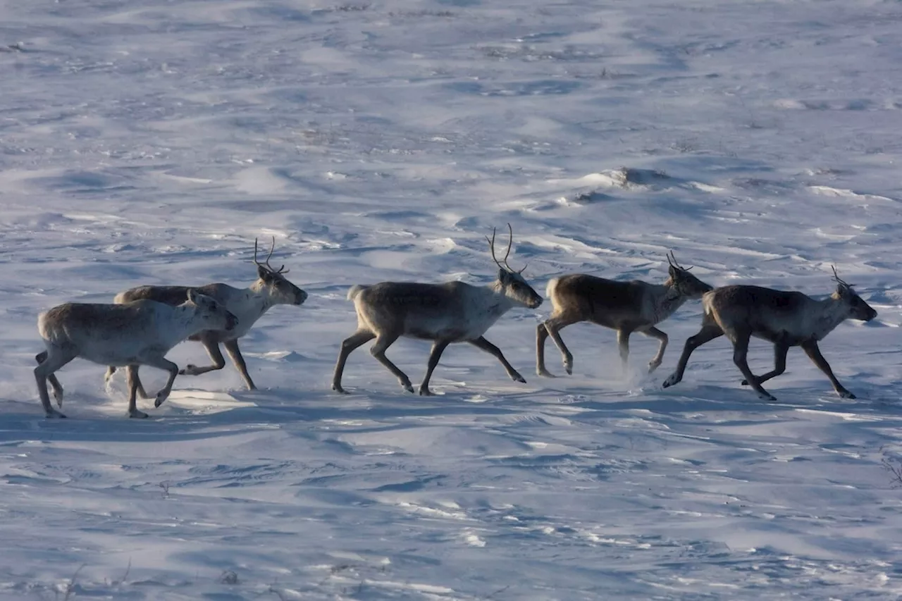 How (not) to save Quebec’s threatened boreal caribou