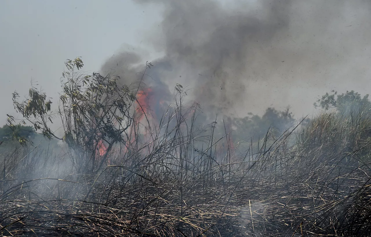 Kebijakan Pembukaan Lahan Tanpa Dibakar Picu Dampak Positif dan Negatif