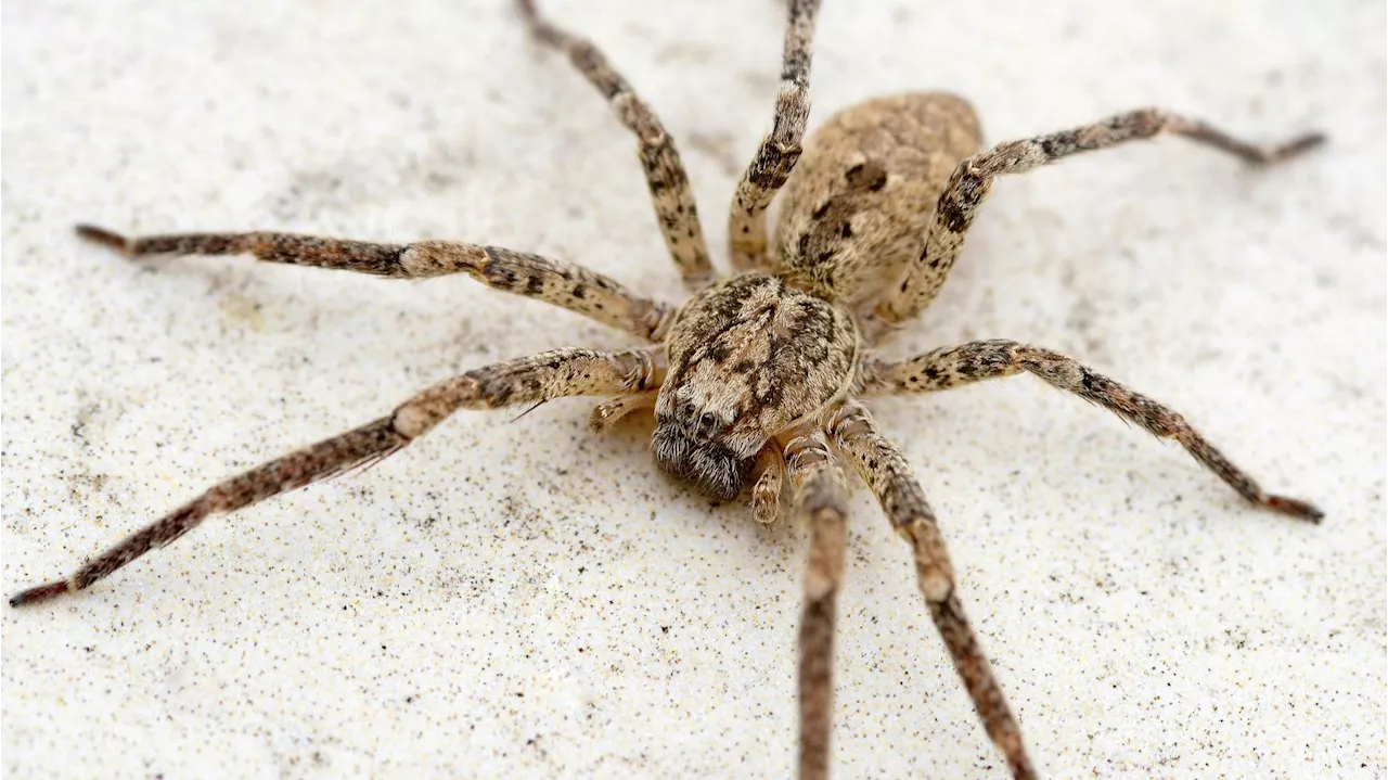 Riesenspinne in Wien gesichtet - 'Nosferatu'-Spinne – Schockfund in immer mehr Wohnungen