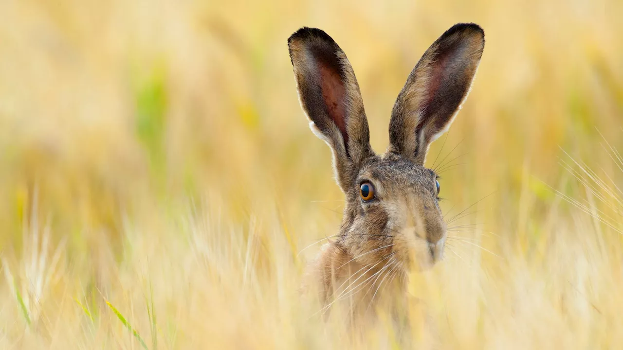  Vorsicht Hundehalter! Die 'Hasenpest' breitet sich aus