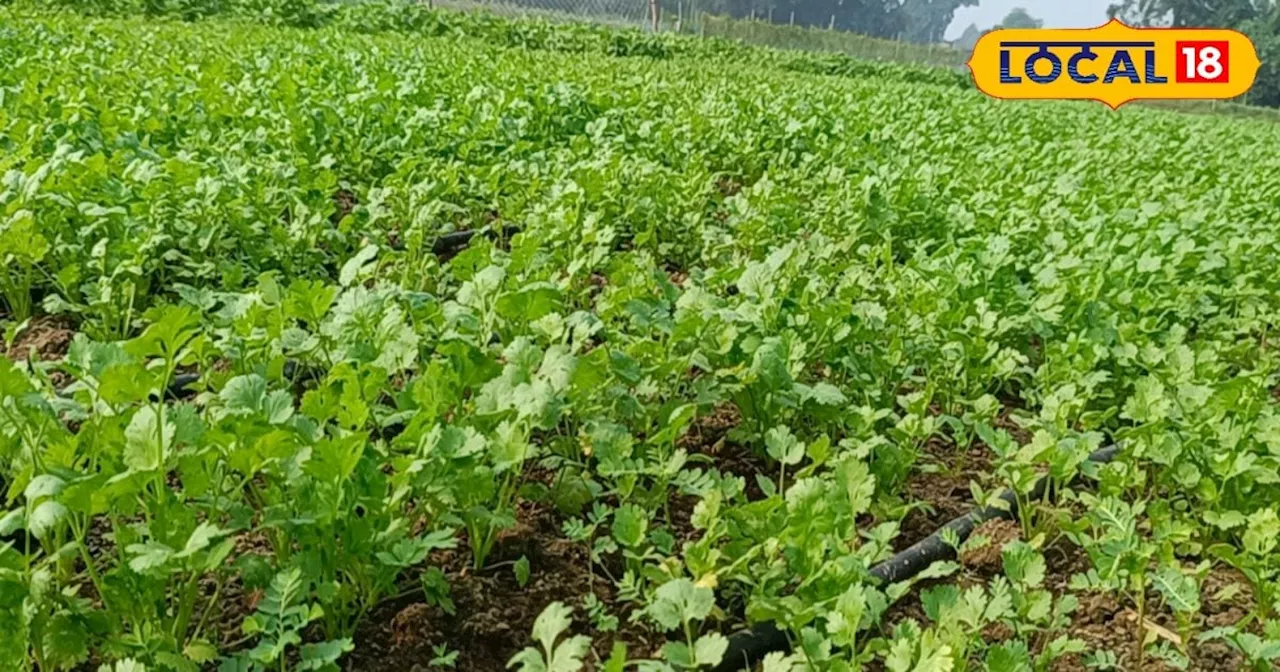 Coriander Cultivation: धनिया से कमा सकते हैं डबल मुनाफा, प्रति बीघा 20 क्विंटल तक होगी उपज; जानें तरीका