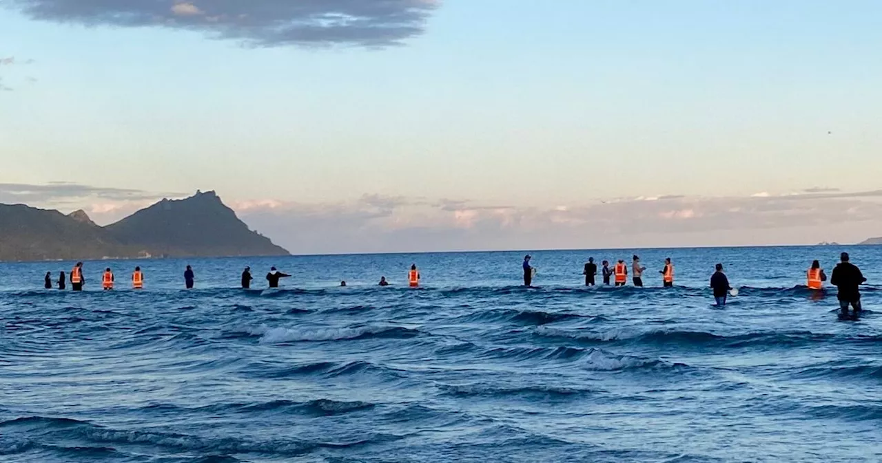 More Than 30 Pilot Whales Successfully Returned to Ocean in New Zealand