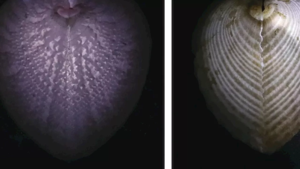 Adorable heart-shaped shellfish could unlock secret to faster, cheaper internet