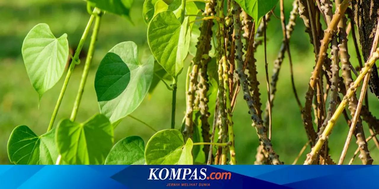 Brotowali Bisa Mengobati Penyakit Apa? Ini 5 Daftarnya