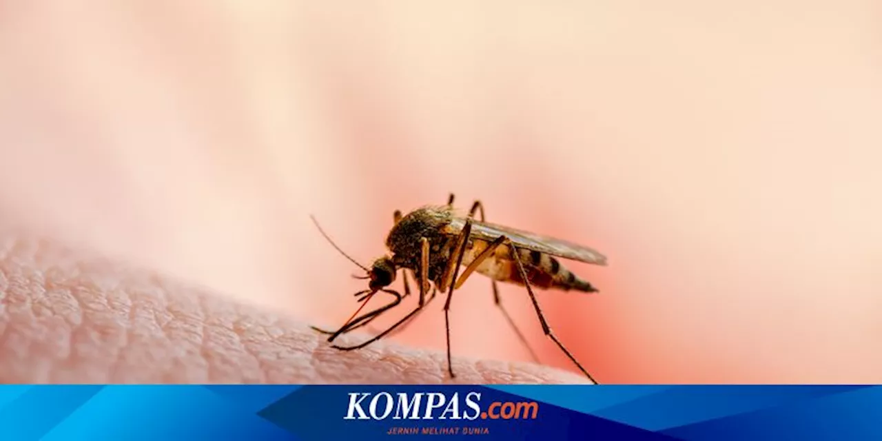 Musim Hujan Saatnya Waspada Nyamuk, Tanaman Lavender dan Mint Solusinya