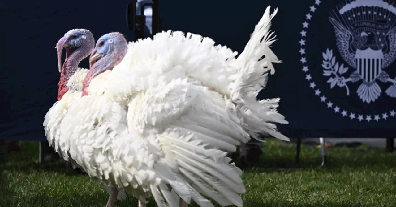 Debunking Thanksgiving Turkey Pardon Myths