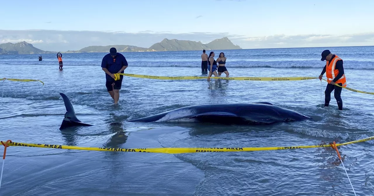 New Zealanders help save about 30 whales after a pod strands on a beach