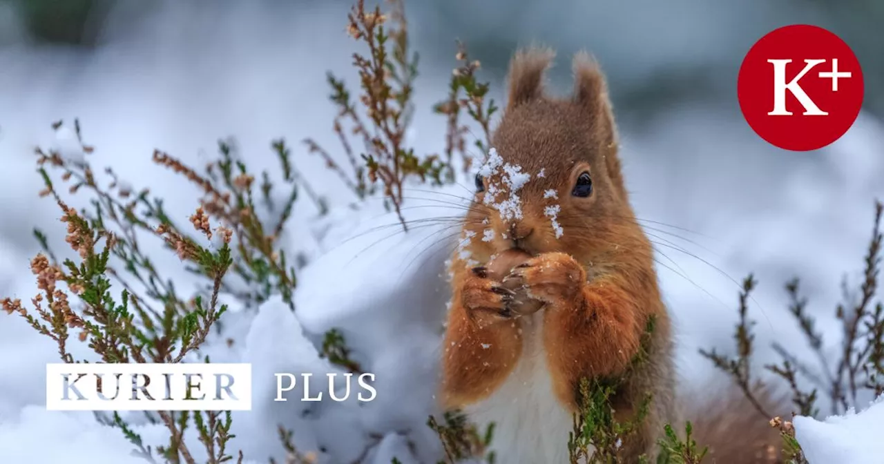 So helfen Sie Wildtieren im Garten über den Winter