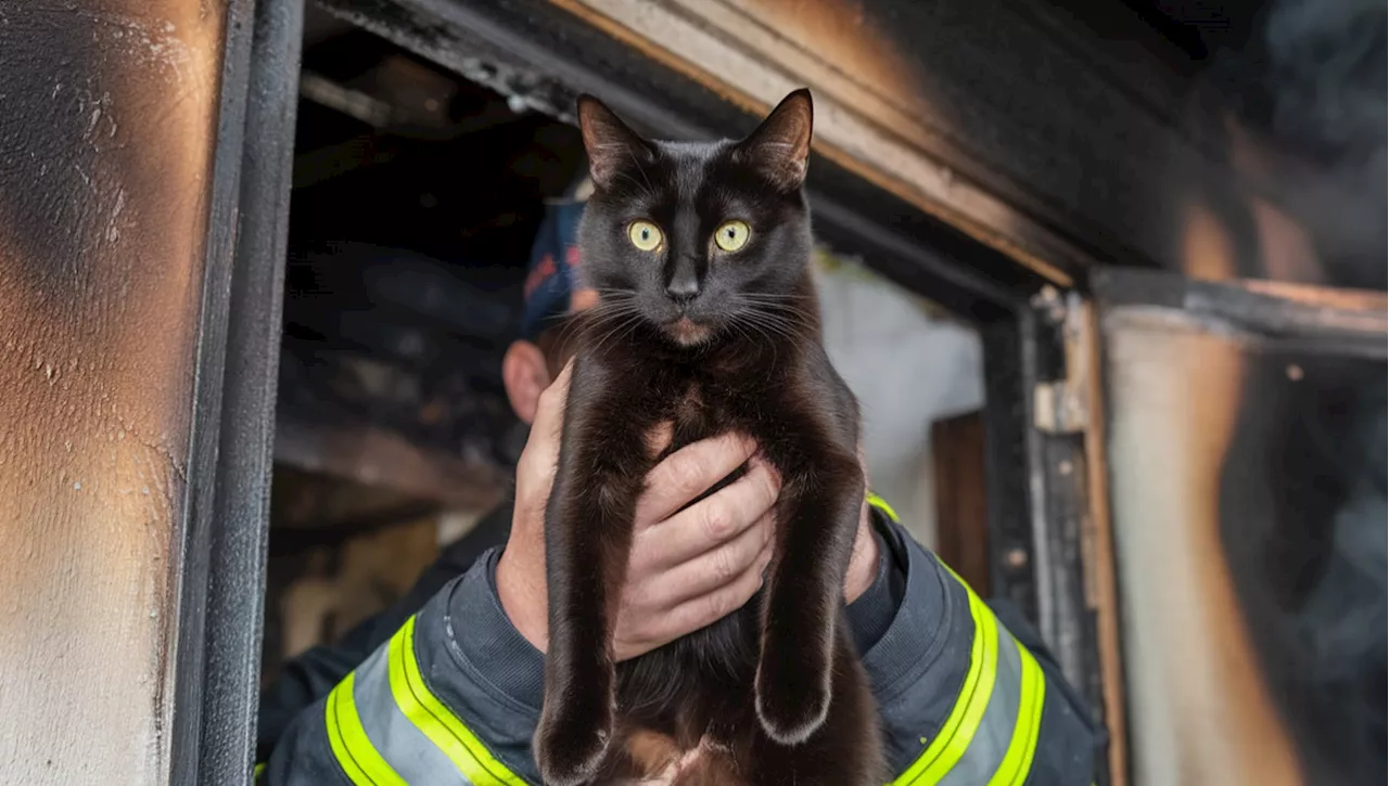 Cane causa incendio domestico, gatto salvato dai vigili del fuoco