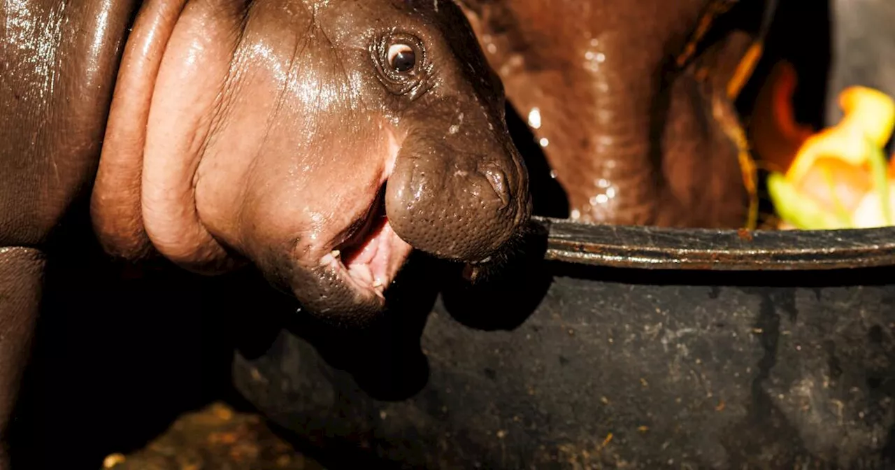 Moo Deng is a worldwide phenomenon. How long can this global love affair last?