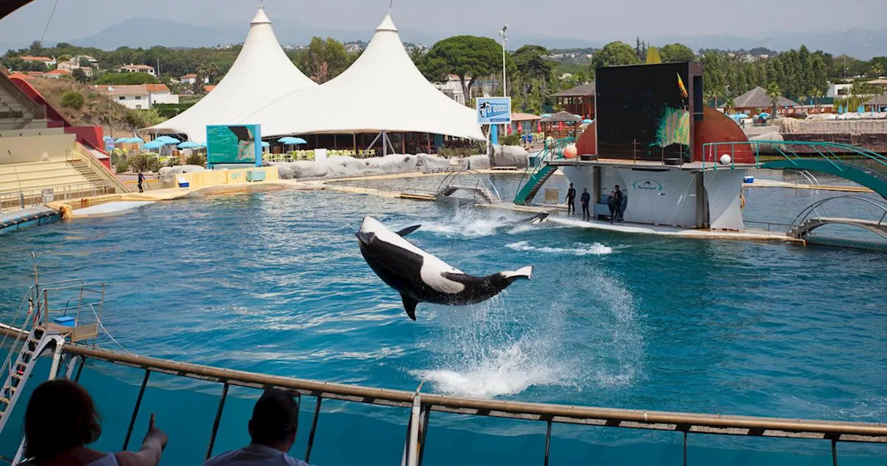 Le parc Marineland d’Antibes veut transférer ses deux dernières orques au Japon