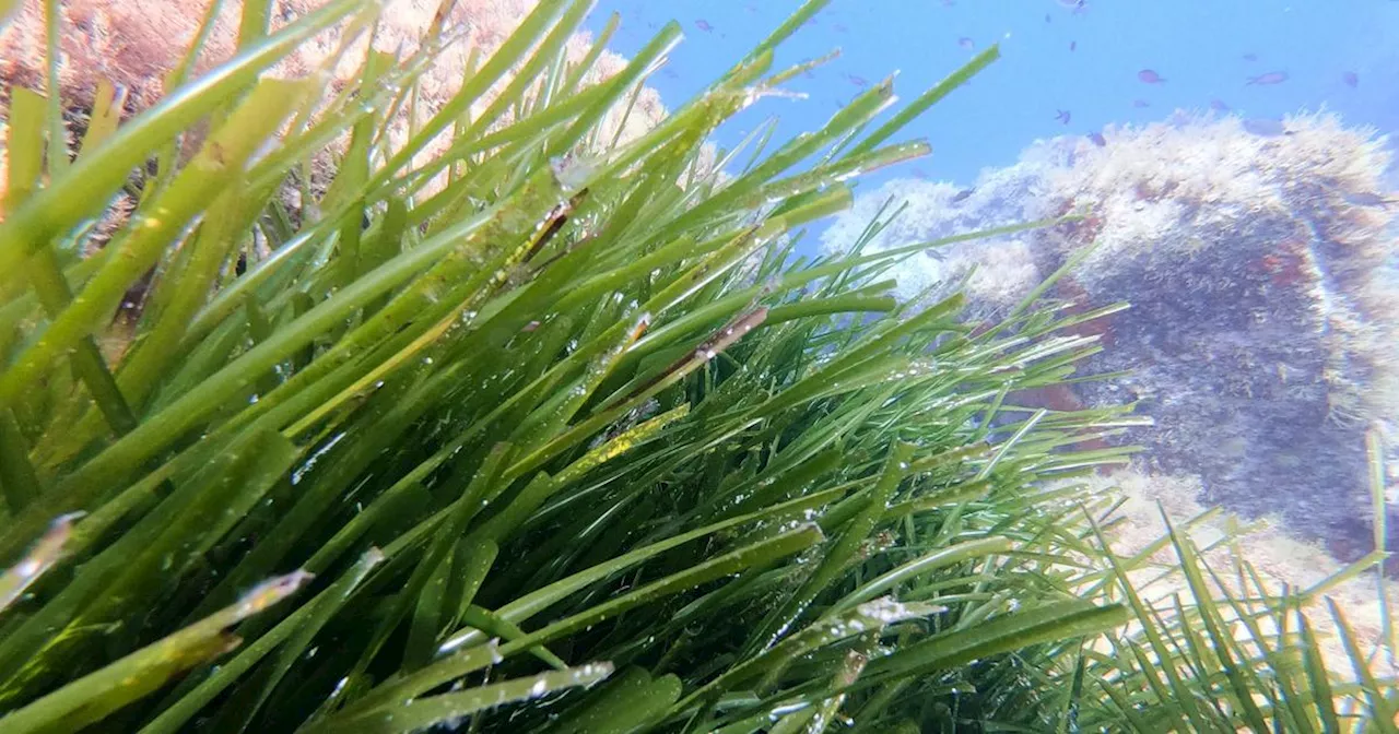 Marseille : la justice française reconnaît le préjudice écologique d'atteinte à l'herbier de posidonie