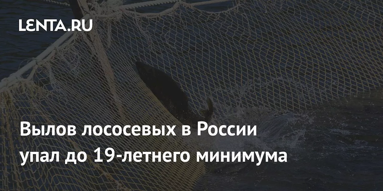 Вылов лососевых в России упал до 19-летнего минимума