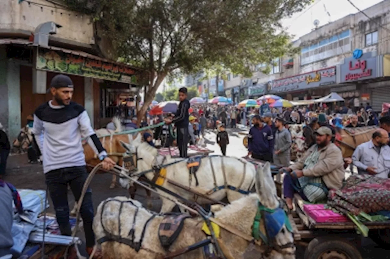 ‘More valuable than gold’: Donkeys become lifelines in war-torn Gaza as fuel and transport collapse