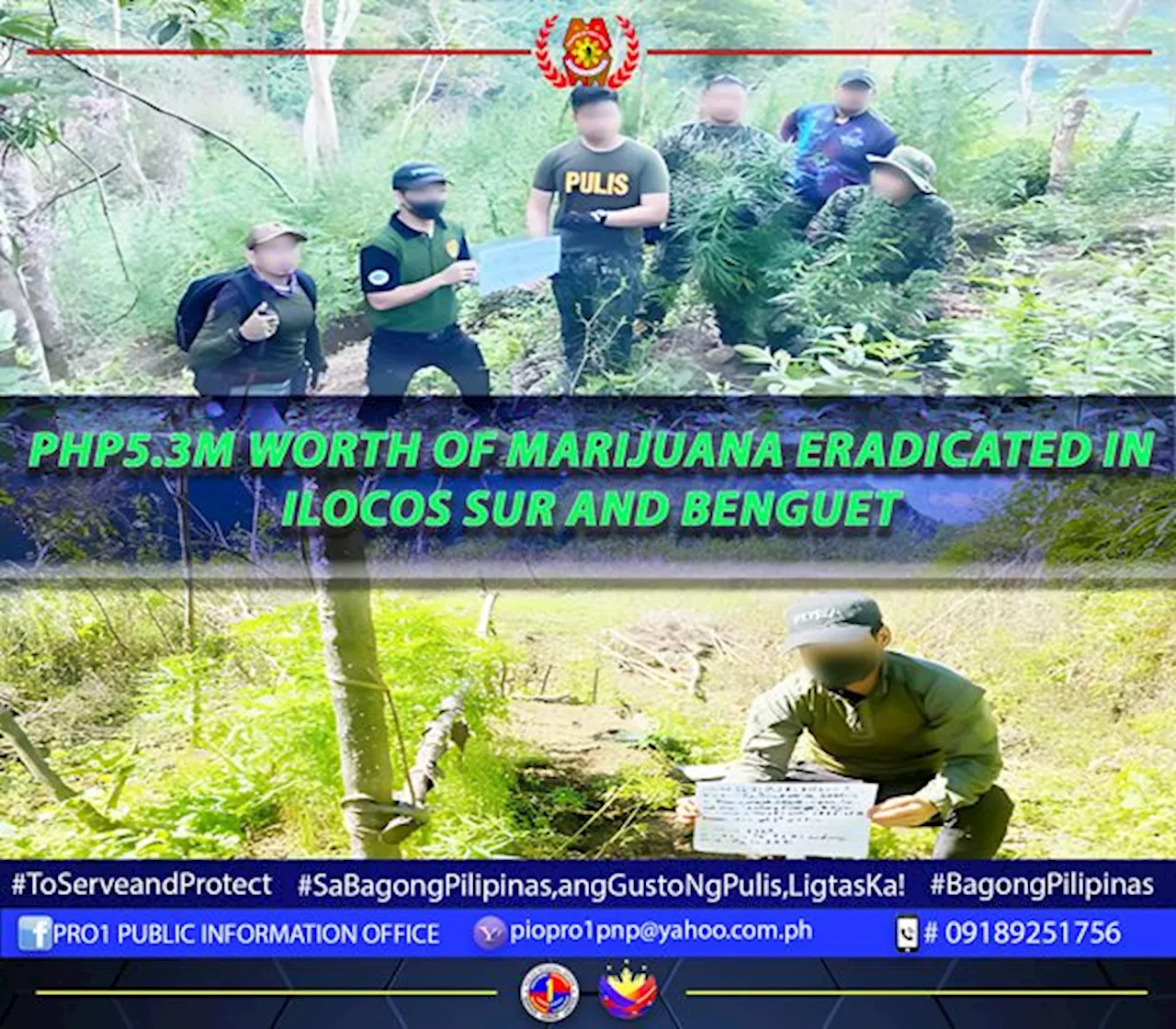 Police destroy P5.3-M marijuana in Ilocos Sur-Benguet boundary