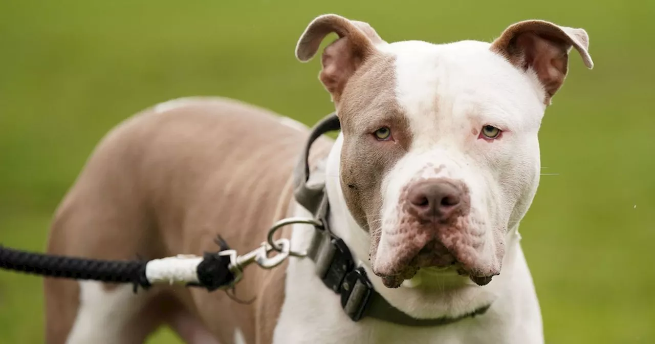 GMP top league for seized dogs in wake of new XL bully laws