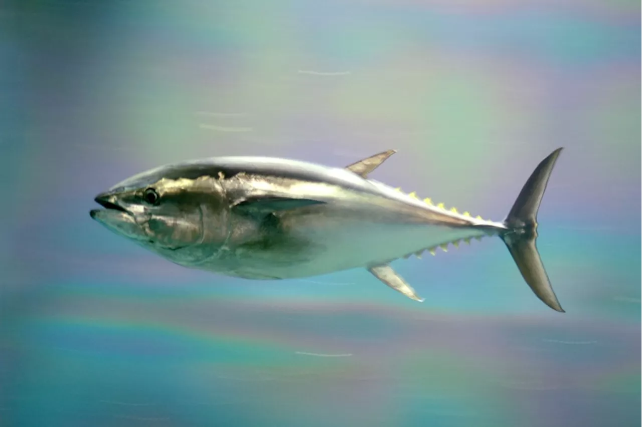 Pacific bluefin tuna are swimming toward sustainability