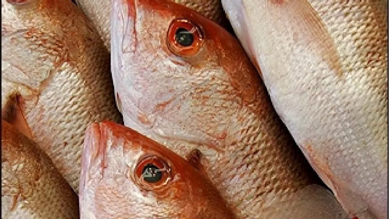 Florida Gov. DeSantis extends Gulf Red Snapper fishing by 17 days during holidays