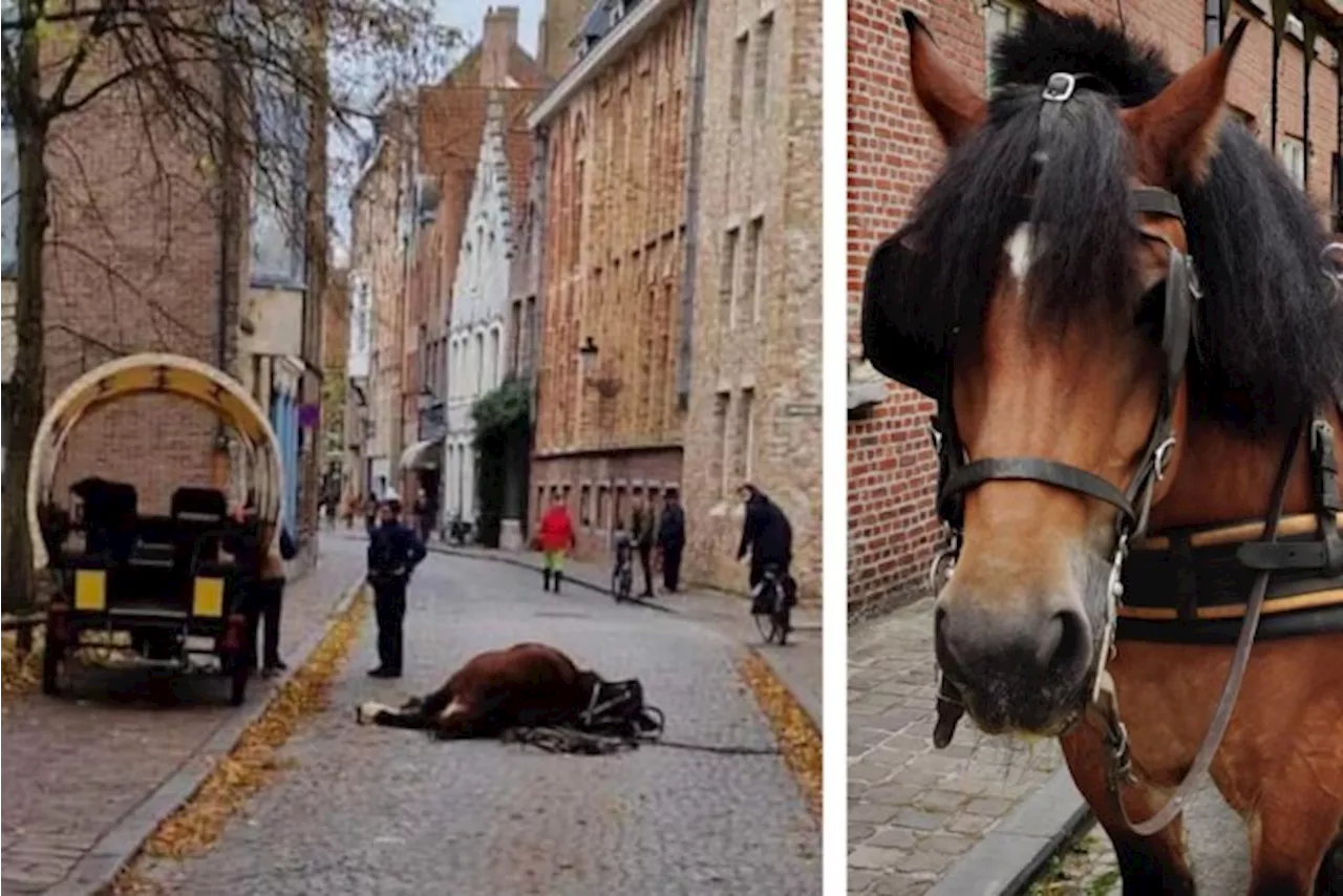 Paard Bella zakt in elkaar en sterft in centrum Brugge: “Het noodlot sloeg toe, we zijn allemaal erg aangegrep