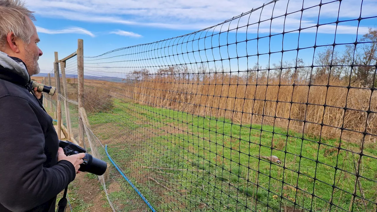 Gatterjagd in Altlichtenwarth: „Fasane regneten tot vom Himmel“