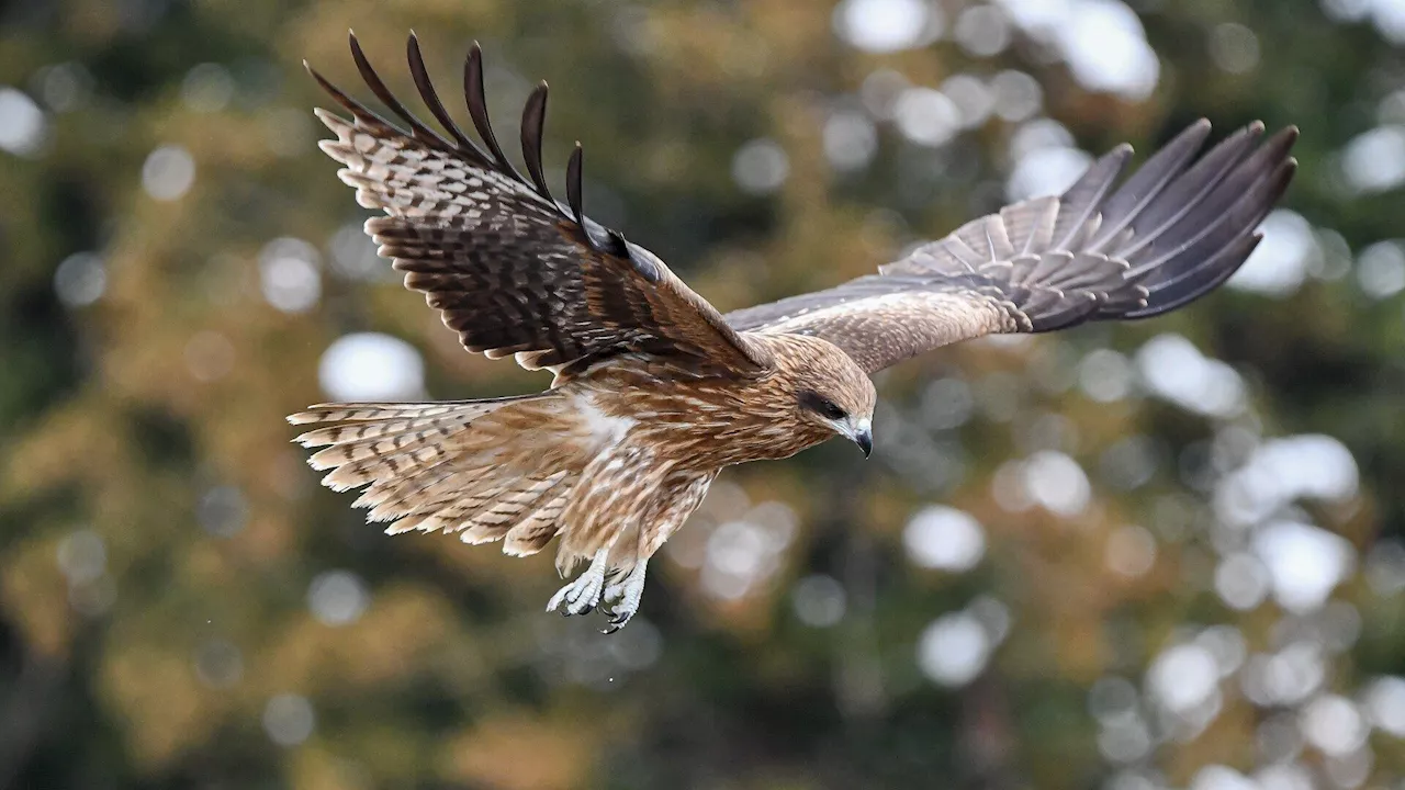 Vogelgrippe: bisher nur ein Wildvogel betroffen