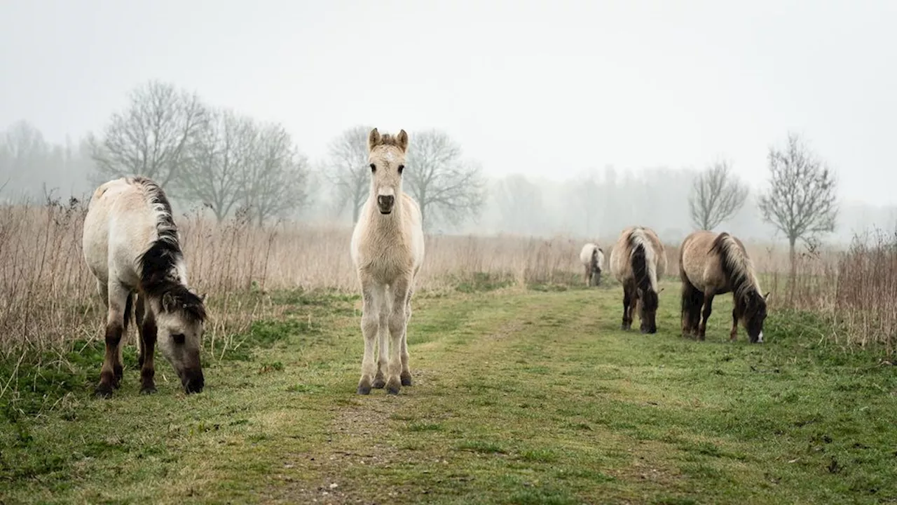 28 konikpaarden Lauwersmeer naar slacht wegens gebrek aan nieuwe plek