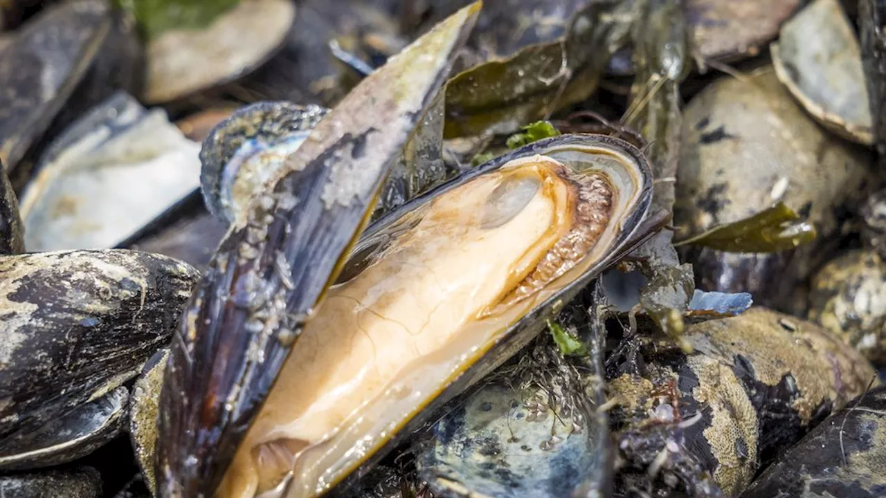 De mossel doet het goed in de Waddenzee: 'Mogelijk verdubbeld'