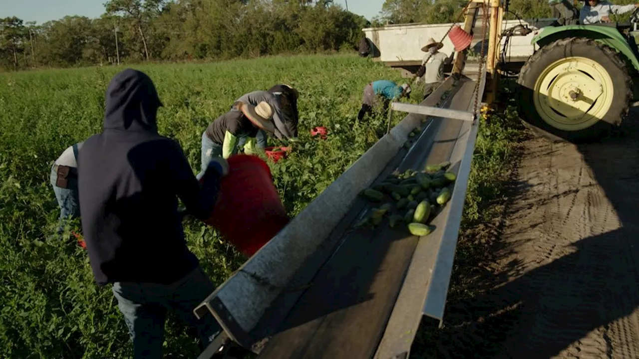 Wie haalt de groenten van het land als er geen migranten meer naar de VS mogen komen?