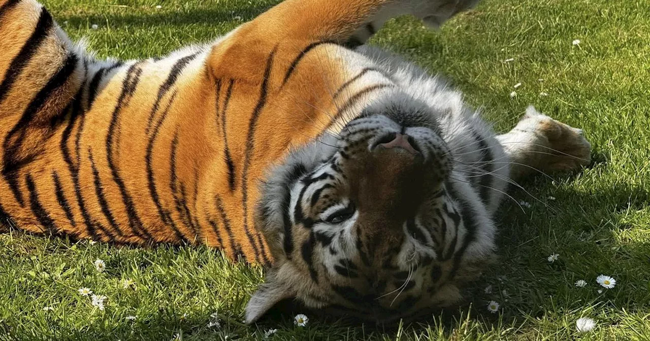 Tributes paid to wildlife park's 'special' Bengal tiger Dehra