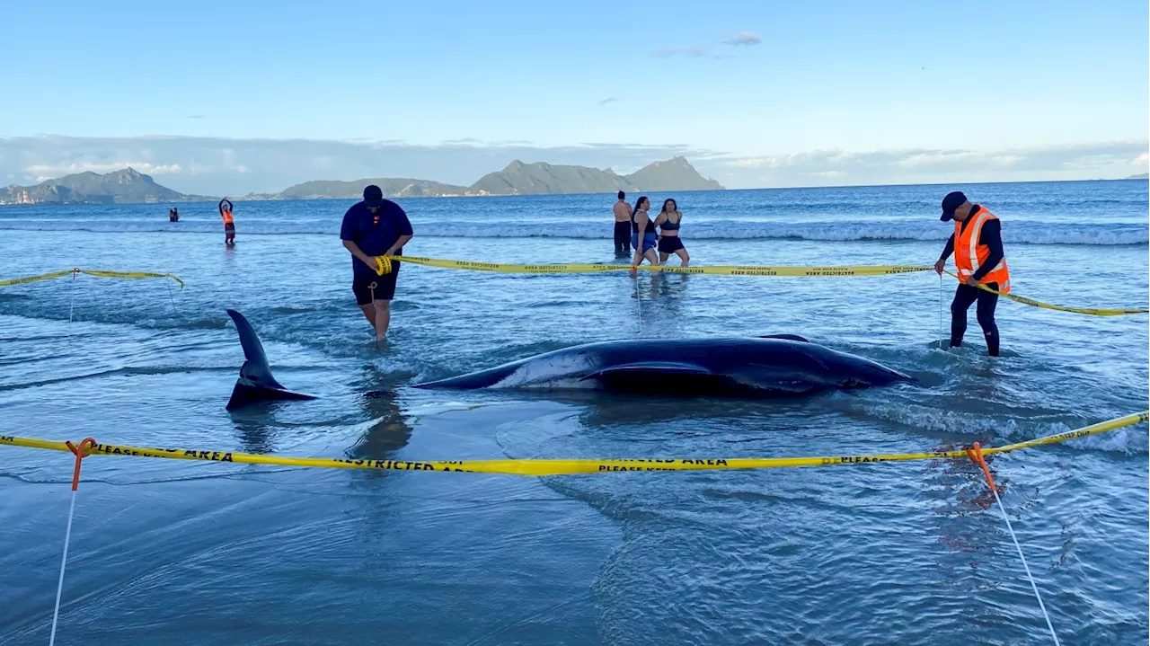 New Zealanders help save about 30 whales after a pod strands on a beach