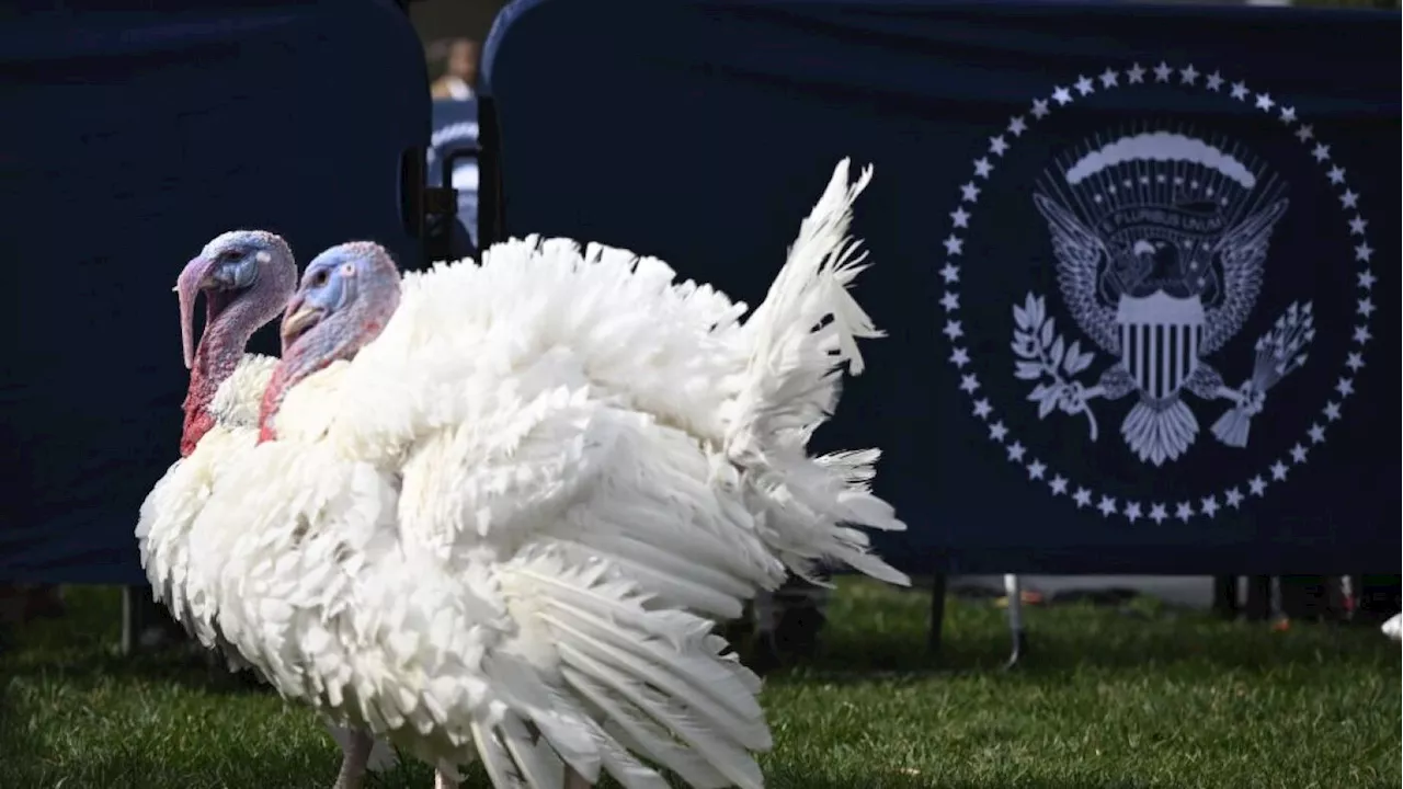 The history of one of Washington's weirdest traditions: the turkey pardon