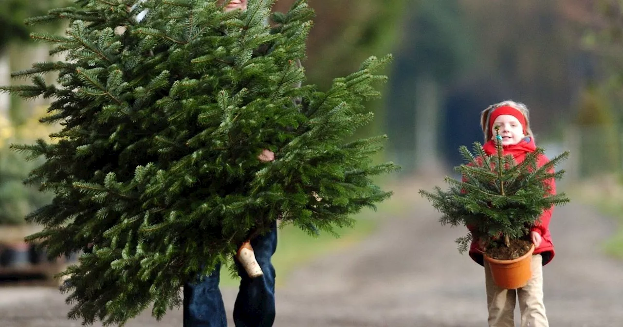 Weihnachtsbaum kaufen in OWL: Das müssen Sie zu Preisen und Qualität wissen