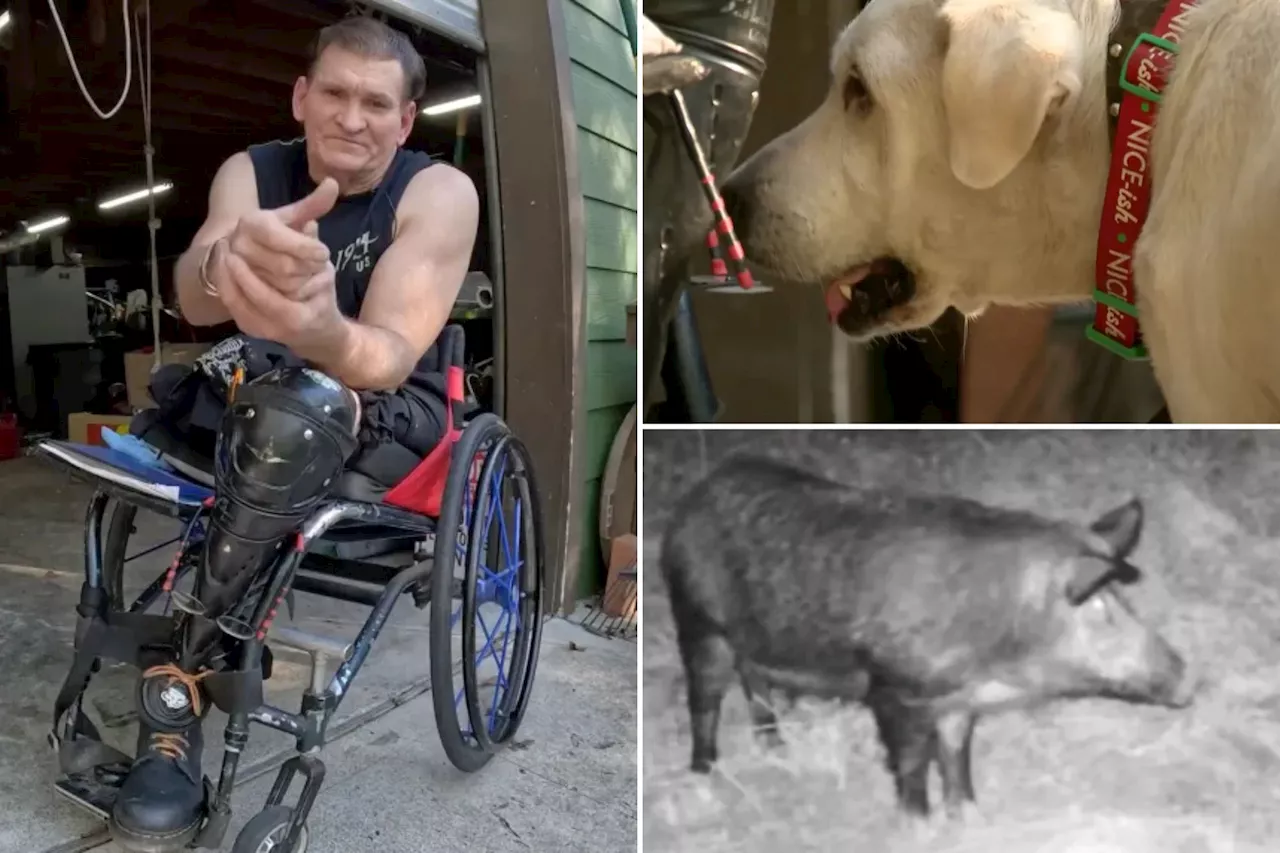 Man in wheelchair fends off feral hog attack with airsoft gun: 'Fixing to mow me down'