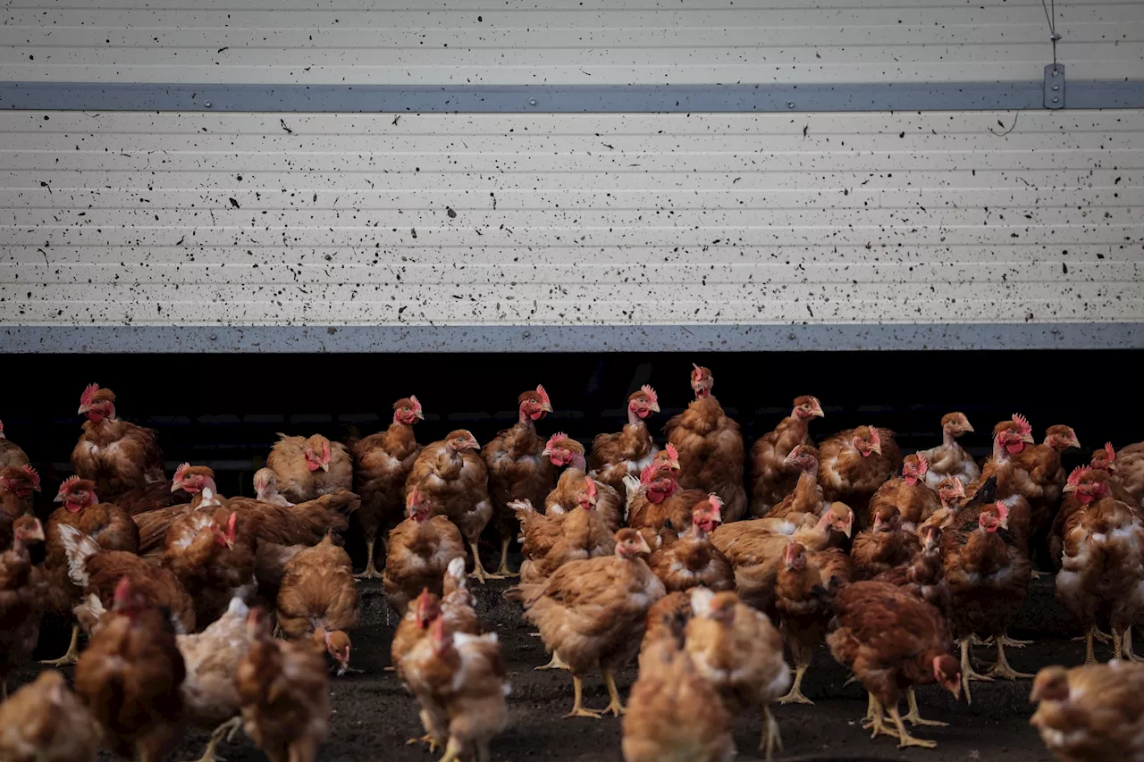 97,9% de las bandejas de pollo de Lidl muestran estrías blancas según un estudio