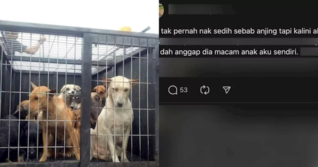 Anjing Peliharaan Kena Tangkap Majlis Perbandaran - 'Aku Dah Anggap Macam Anak Sendiri'