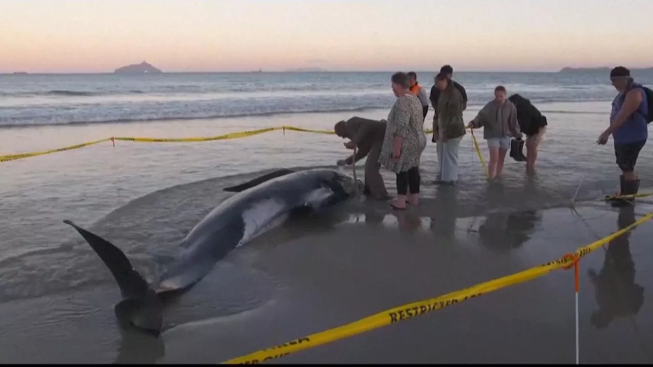 New Zealand: People come together to save more than 30 whales stranded on New Zealand beach