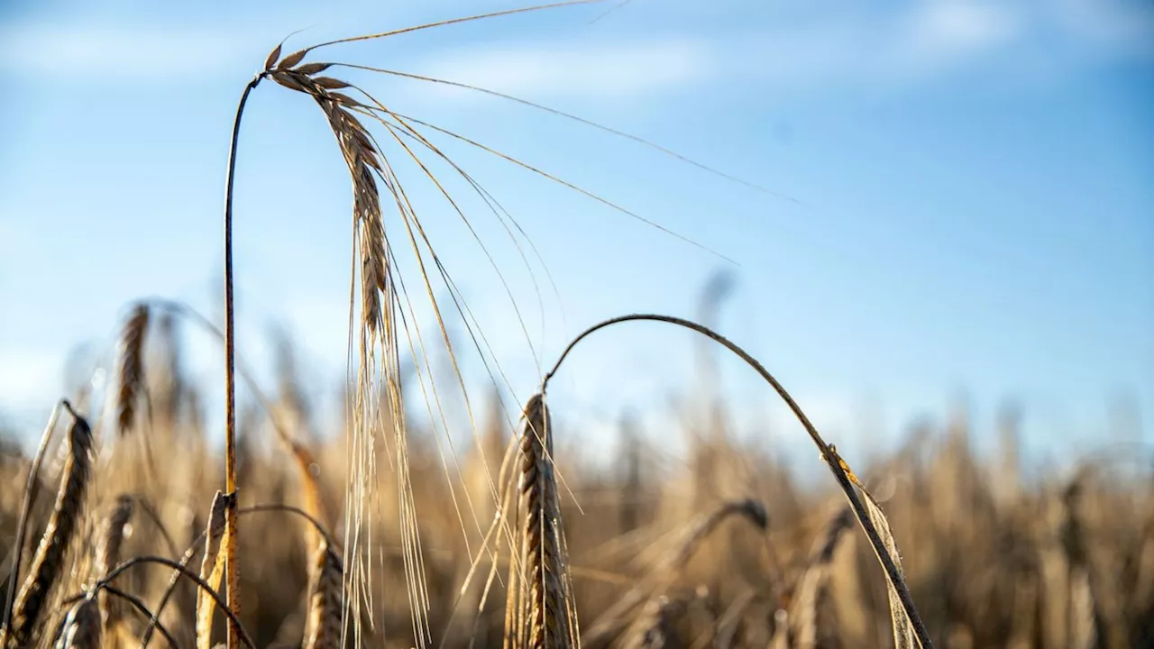 Landwirtschaft: Weniger Getreide zur Körnergewinnung angebaut