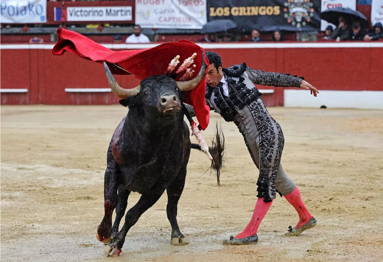 Corridas des fêtes de la Madeleine 2025 : avec les Victorino Martin et El Parralejo