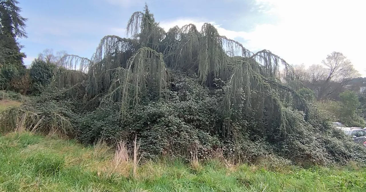 « Je ne peux pas me résoudre à abandonner cet arbre » : à Orthez, l’avenir du cèdre séculaire devrait s’éclaircir