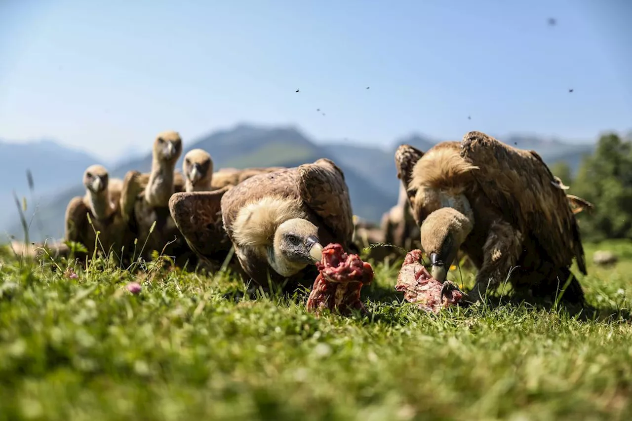 Vidéos. Des éleveurs dénoncent des attaques de vautours, l’État autorise l’effarouchement inédit de ces rapaces protégés