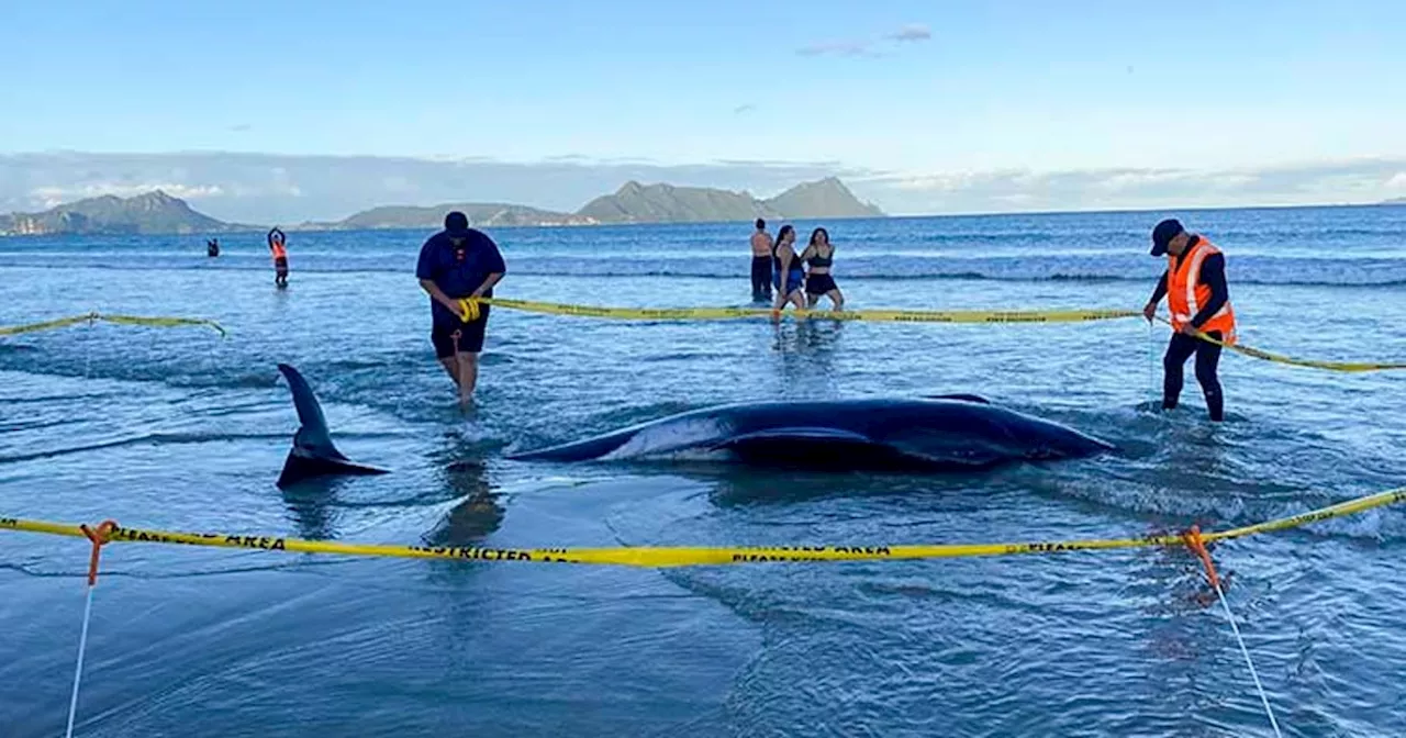 New Zealanders help to save 30 whales after a pod strands on a beach