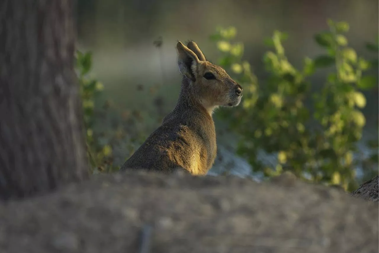 Argentinian rodent caravan surfaces at oasis outside Dubai, why and how unclear