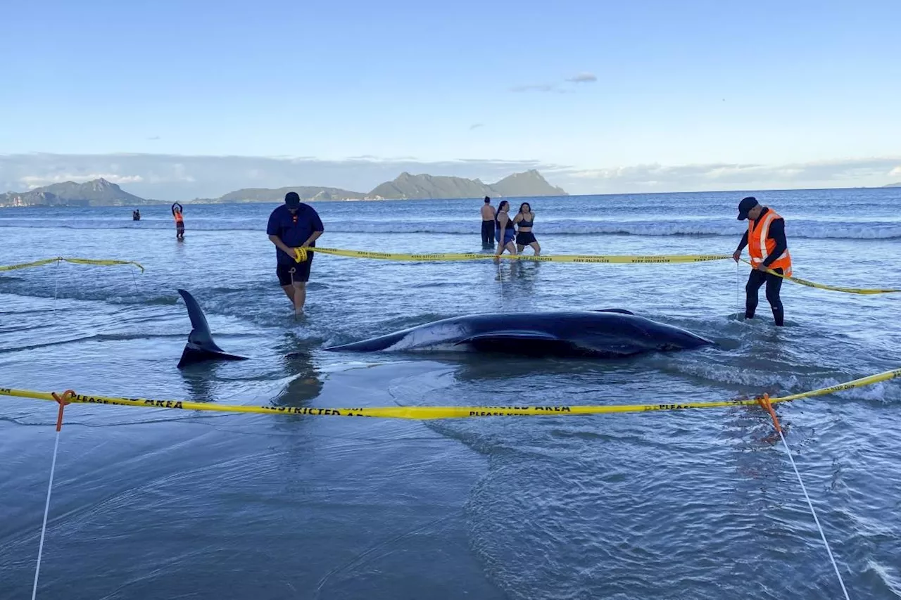 New Zealanders help to save about 30 whales after a pod strands on a beach