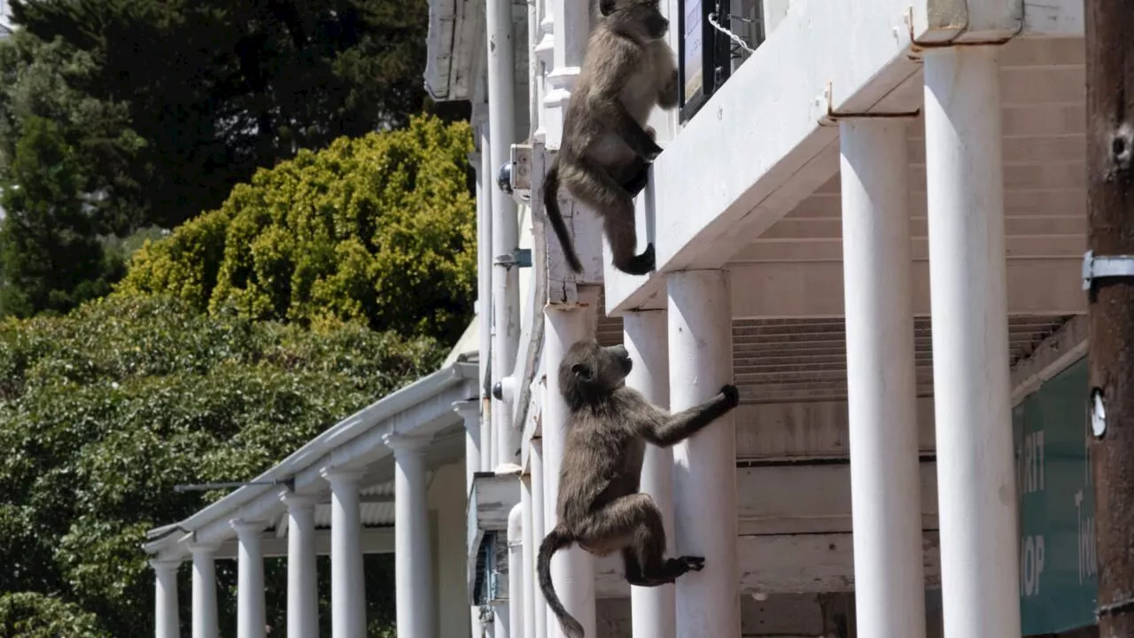 Cape Town Grapples with Bold Baboon Incursions