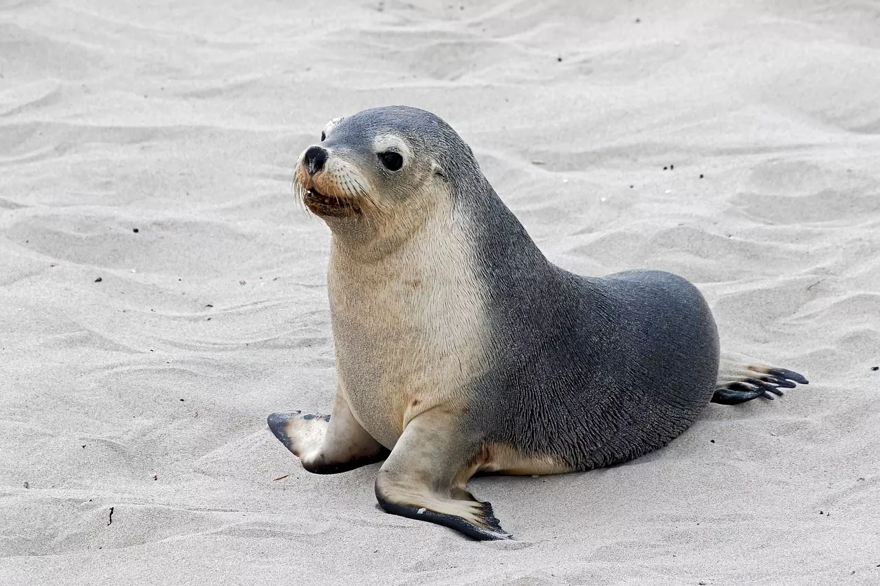 Public Harassment of Cape Fur Seals Raises Concerns