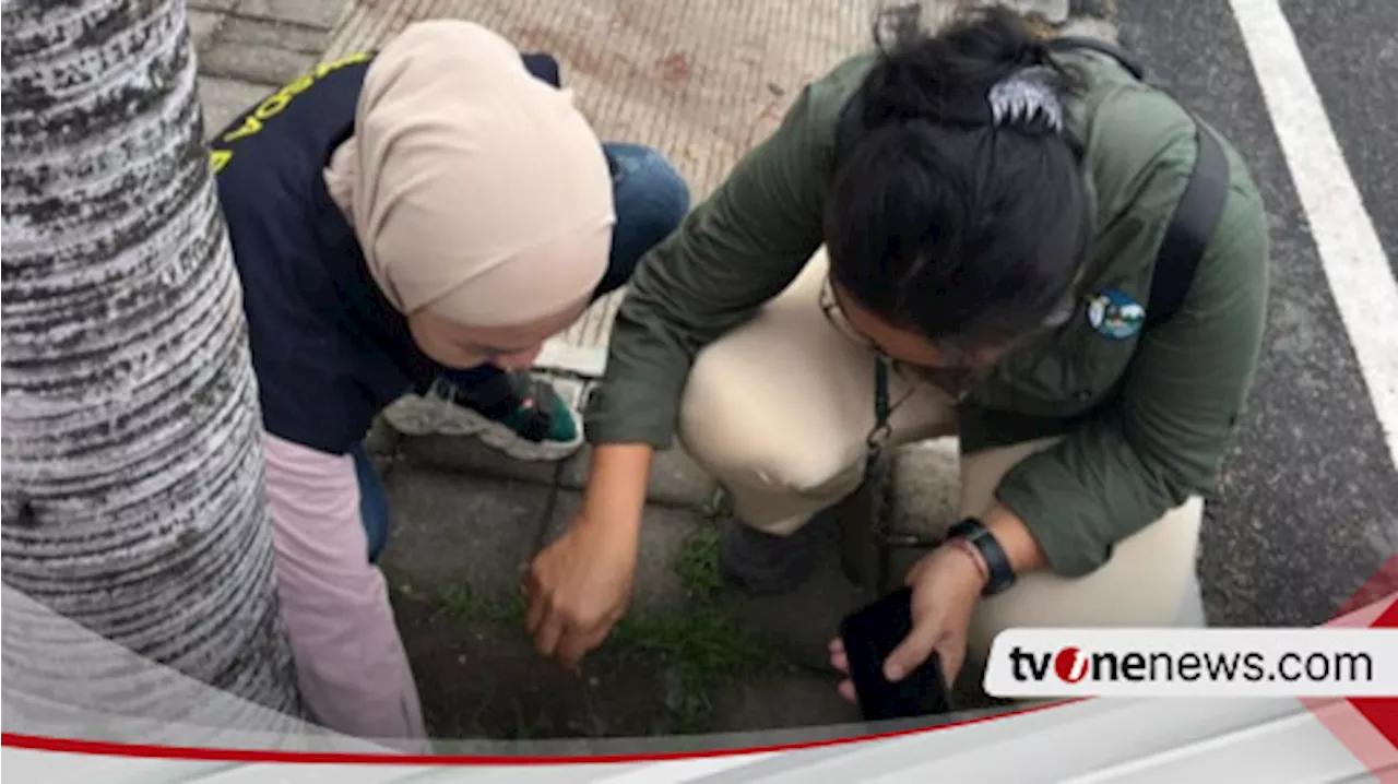 Ratusan Burung Pipit Ditemukan Mati di Area Bandara Ngurah Rai Bali