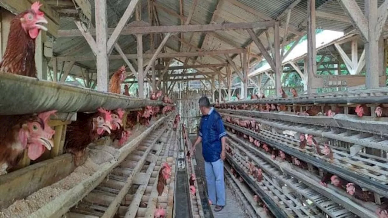 Daftar Harga Pangan 25 November 2024: Bawang hingga Telur Ayam Naik